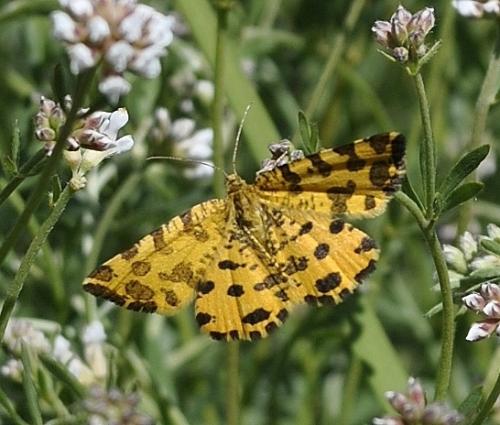 Réf. 282 220 : Pseudopanthera macularia